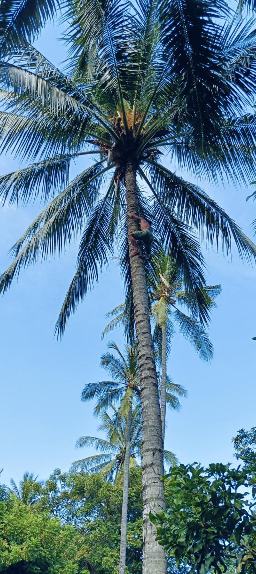Lendang Eco Lodge Senggigi Oda fotoğraf
